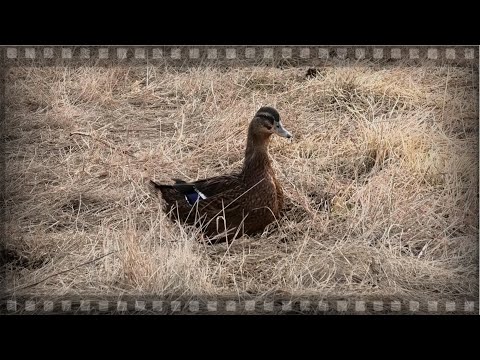 Видео: Продажа подсадных уток 2020. Большой выбор хороших уточек, приезжайте, выбирайте.