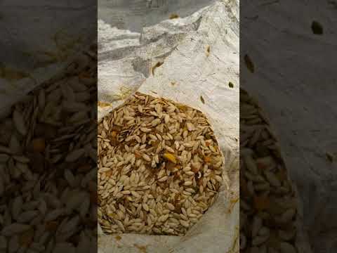 Видео: уборка гарбуза 2часть