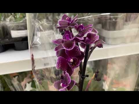 Видео: "АШАН" УДИВИЛ ЗАВОЗОМ ОРХИДЕЙ / СКИДКИ /