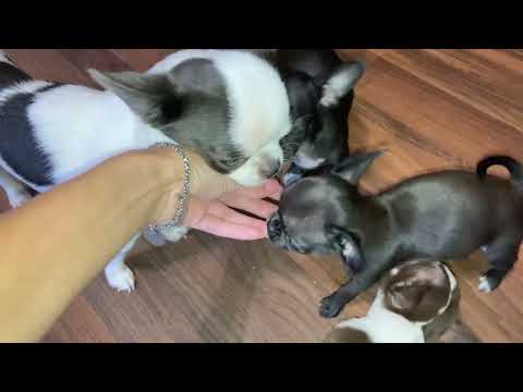 Видео: 06.11.25 всем доброе утро ☕  и хорошего дня 🌺 #влогикаждыйдень  #chihuahuapuppy #купитьчихуахуа 