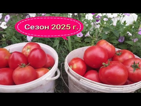 Видео: Томаты отличники  и зверь, который их уничтожает!