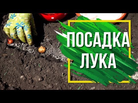 Видео: Как Посадить Лук Севок в открытый грунт 🌱 Подготовка Лука к Посадке 🌱 Советы садоводам ✔️