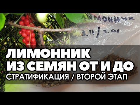 Видео: 🌿❄ Лимонник китайский выращивание из семян от и до. Стратификация - второй этап.