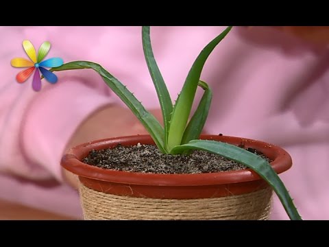 Видео: Как вырастить алоэ вера дома? Советы флориста – Все буде добре. Выпуск 986 от 21.03.17