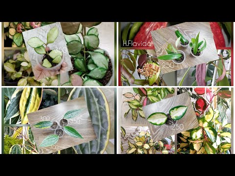 Видео: Обзор Посылки с Новыми Растениями | Хойи | Список в инфобоксе