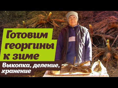 Видео: Георгины. Как выкапывать, делить и хранить