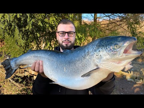 Видео: Огромный атлантический лосось, обжаренный на вертеле. Чрезвычайно сочное мясо рыбы.