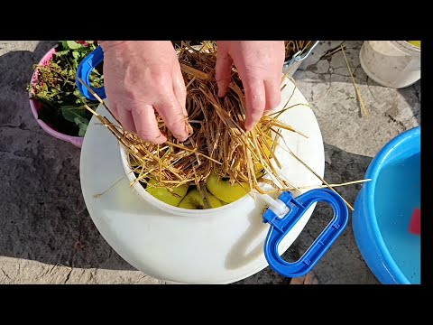 Видео: ВКУСНЫЙ РЕЦЕПТ ЯБЛОК МОЧЁНЫХ В СОЛОМЕ