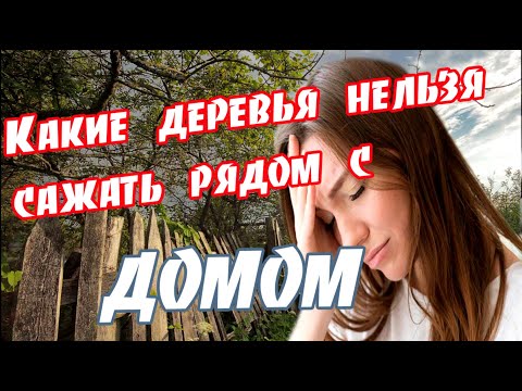 Видео: ➤ Какие деревья нельзя сажать рядом с домом ➤ Нельзя садить возле дома ➤ Вредные деревья ➤