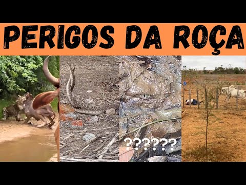 Видео: Вы бы выжили в полях? Смотрите животных, которых они хо...