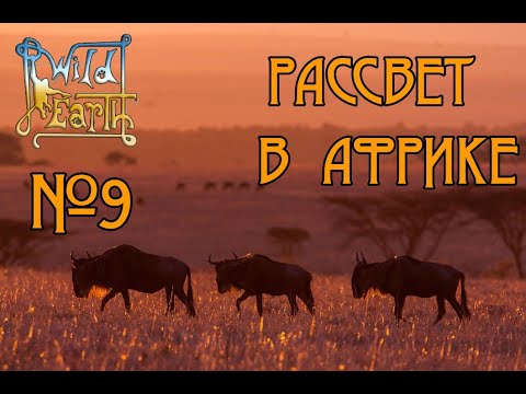 Видео: Wild Earth - Фото-сафари - рассвет в африке  #9 🐒 #lizagamer