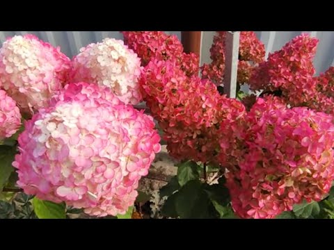 Видео: Самарская Лидия или Фрайз Мельба?Отличия.