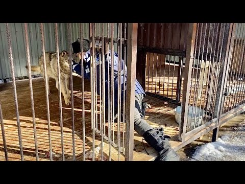 Видео: Якутский волк пытается сломать меня. Волки хотели устроить побег из вольеров.