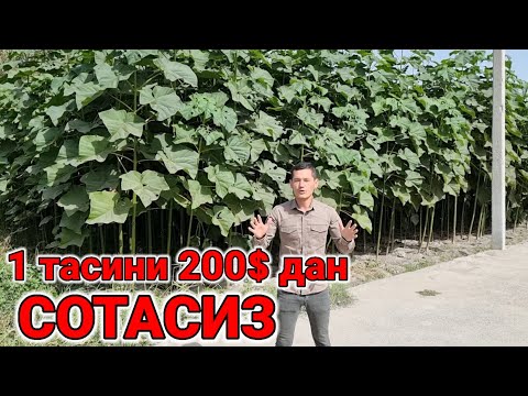Видео: Павлония кучатини тозаси 200$ дан сотасиз каттасини