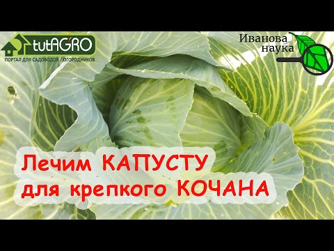 Видео: Чем обработать капусту от гусениц, блошек и гнили. Радикальное избавление капусты от всех проблем.