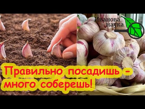 Видео: ТОЧНЫЕ СРОКИ ПОСАДКИ ЛУКА и ЧЕСНОКА ОСЕНЬЮ. С этими сроками лук не стрелкуется, а чеснок с кулак!