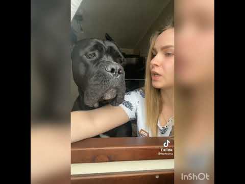 Видео: смешные видео кане-корсо