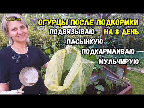 Видео: Бесконечный урожай: ПРОВЕРЕННАЯ АВТОРСКАЯ СХЕМА УХОДА ЗА ОГУРЦАМИ! Мульчирование @galabum