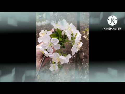 Видео: ⚠️ЧРЕЗВЫЧАЙНО МОЩНЫЙ САБЛИМИНАЛ⚠️ Экстренная помощь в любых ситуациях для вас и дорогих вам людей