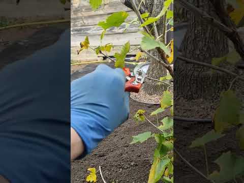 Видео: 20 октября 2025 г.