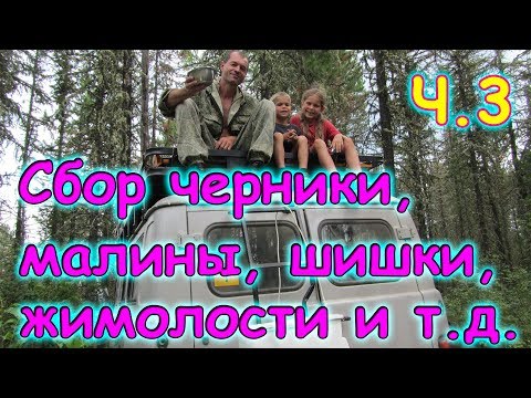 Видео: В тайгу за черникой, малиной, смородиной, шишкой и т.д. ч.3 (08.17г.) Семья Бровченко.