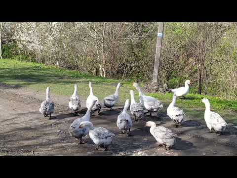 Видео: Гуси Мамуты 2025.