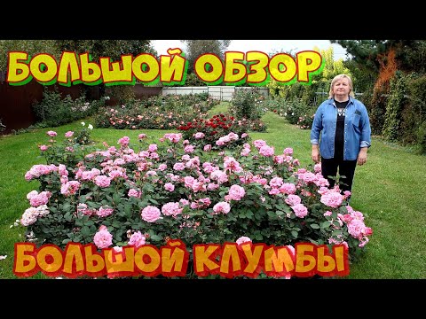 Видео: Роза Эшли в большой клумбе.