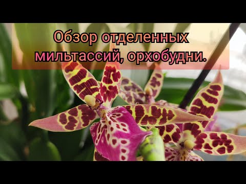 Видео: Обзор отделенных мильтассий, орхобудни#обзор#2025#plants#flowers#funny 