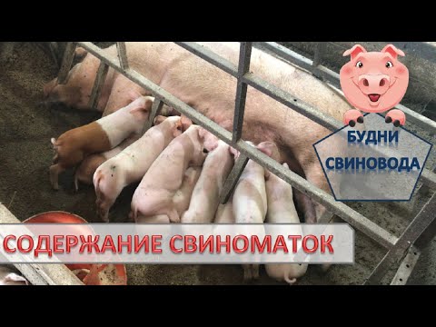 Видео: Отлучка поросят без стрессов и диарей//профилактика глистов у свиноматок