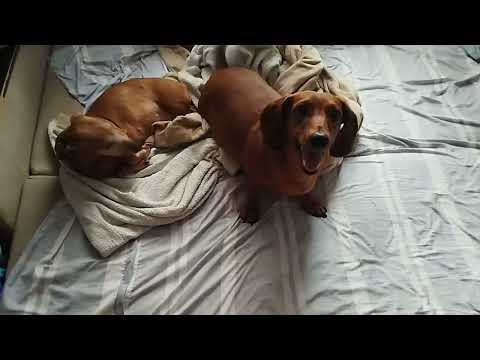 Видео: В мире животных 