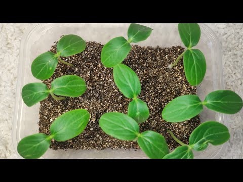 Видео: ЖАЛЕЮ, что РАНЬШЕ ТАК НЕ САЖАЛА СЕМЕНА ОГУРЦОВ! Теперь сею ТОЛЬКО ТАК! Потрясающий результат