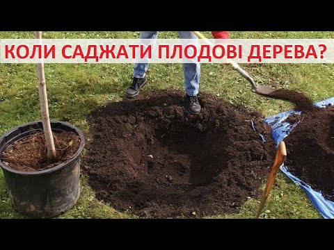 Видео: Коли краще саджати дерева - восени, весною чи взимку? Мої приклади