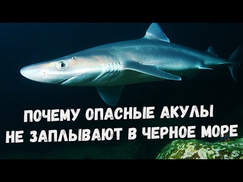 Видео: Почему опасные акулы не заплывают в черное море