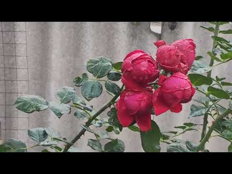 Видео: Хочу прогуляться и Вас приглашаю с собой🙂🐾🐾🐾