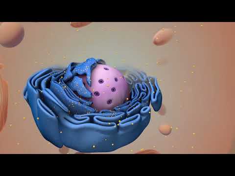 Видео: Что такое гаплоидные и диплоидные клетки?