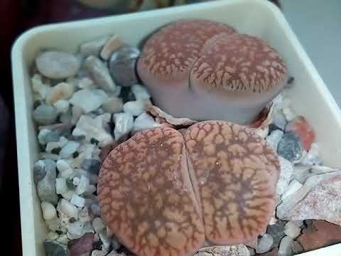 Видео: Lithops. Купила литопс, что делать с ним?