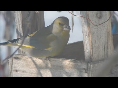 Видео: Зеленушка птица описание видео. Зеленушка птица фото самка и самец Зеленушка перелетная птица.