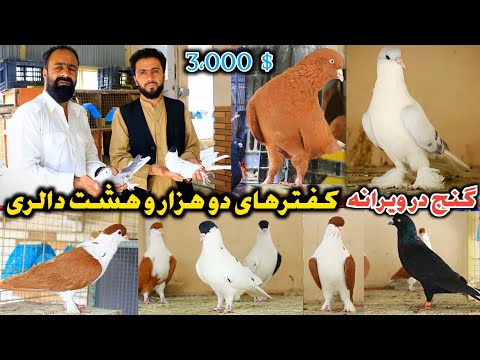 Видео: Сокровище в руинах | Голубь за 2800 тысяч долларов | Я не продавал голубя #DoubleLeft за 1800 дол...