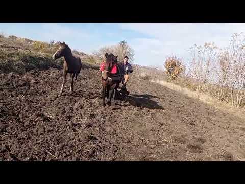 Видео: Посів пшениці в пізні строки.(частина 2)Коні Черкащини