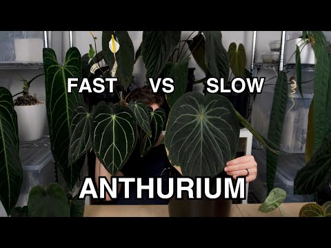 Видео: Самый быстрый и самый медленный антуриум