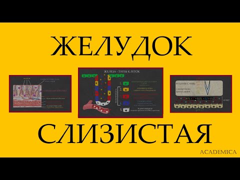 Видео: Слизистая желудка.Типы клеток.