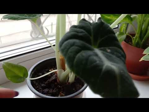 Видео: 181. Цветы. Топ-10 моих растений апреля 2023 года.