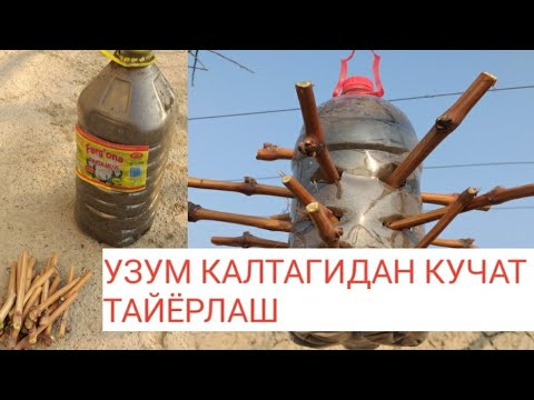 Видео: УЗУМ КАЛТАГИДАН КУЧАТ ТАЙЁРЛАШ СИРИ ТЕЗ КУРИНГ👍