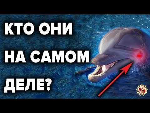 Видео: ДЕЛЬФИНЫ  🐬  ЧТО МЫ НЕ ЗНАЕМ О НИХ ? ТОП 10 ФАКТОВ РАЗУМНОСТИ  ДЕЛЬФИНОВ