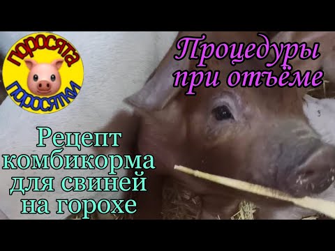 Видео: Комбикорм для свиней на горохе и... Процедуры при отъёме поросят. Мойка полов в свинарнике. Утята.
