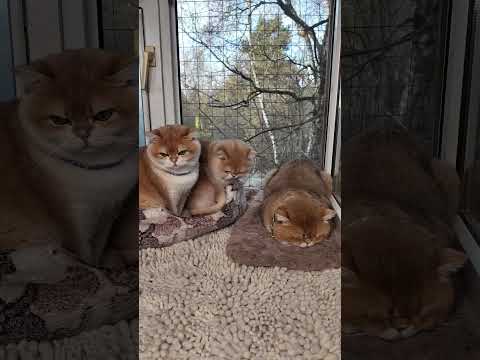 Видео: и вот опять