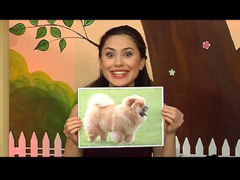 Видео: ТіВі Абетка - Буква Ч