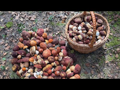 Видео: Боровики в Беларуси🇧🇾 в сентябре 2025!