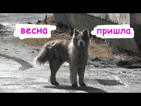 Видео: Весенние краски поселка на севере