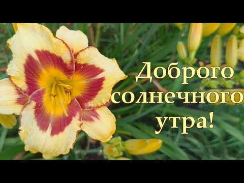 Видео: Доброе, чудесное утро! Пусть оно будет прекрасным!